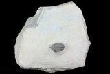 Pseudocryphaeus (Cryphina) Trilobite #69742-1